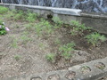 CIMG8422.JPG