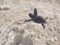 uid000027_20140409170310c952f56e.jpg