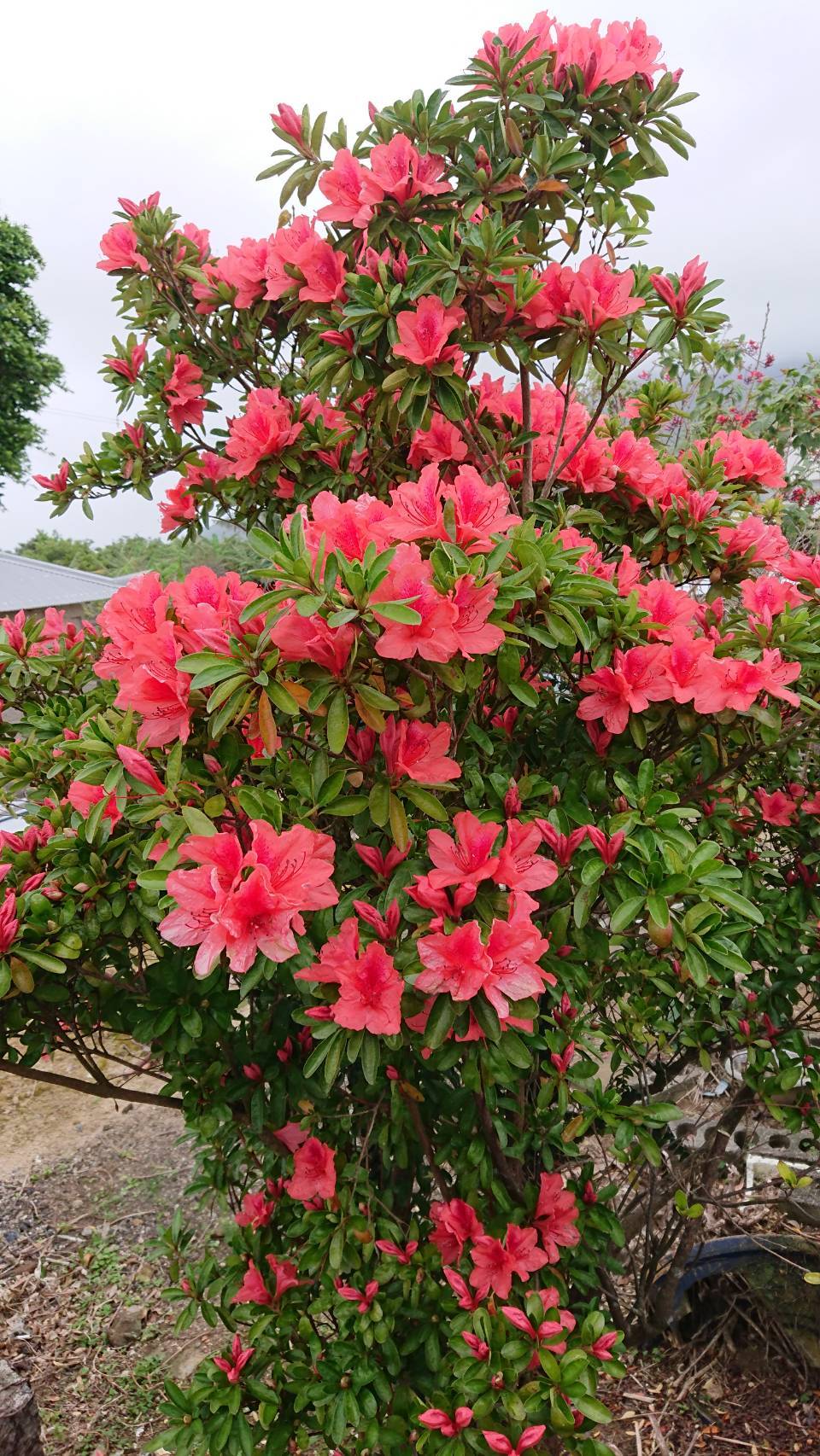 タイワンヤマツツジ.jpg